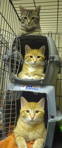 Kittens